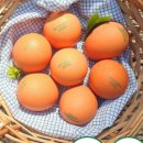 송승현농장 이미지