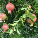 경산초등학교 이미지