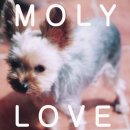 몰리(MOLY) 네이버블로그