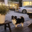 비요르크 | 홍천 풀빌라 비요르크 독채 펜션 R룸 수영장, 바베큐 레스토랑 후기