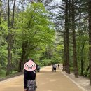 조선 왕조 실록 오대산에서 만난 500년의 이야기, 국립조선왕조실록 박물관 방문기 🌳📜