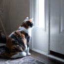 고양이 자리 이미지