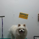 프리티펫 이미지