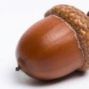 도토리네일 이미지