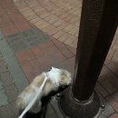 도미노피자(마산내서점) 이미지