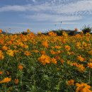 코스모스와 메밀가든 | 힐링이 필요한 날, 코스모스 꽃길로 떠나는 가을 산책