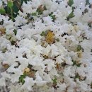 하얀 배롱나무 꽃 이미지