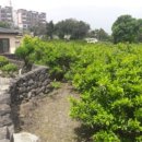 서호동-70 이미지