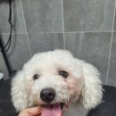 어스독 이미지