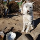 아리수숯불갈비 이미지