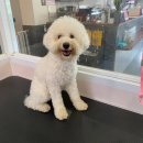 제이제이펫 | 울산 믿고 맡길수있는 애견미용샵추천! 제이펫살롱에서 애견미용받고왔어요~~