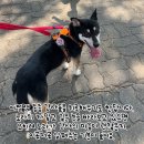 노라 이미지