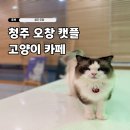 반도유보라아파트 놀이시설 1 (102동 옆) | 오창 고양이 카페 캣플 위치 주차 입장료 아이와 갈만한 곳
