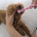 플러스 덴탈 | 강아지 양치 덴탈껌 :: 포켄스 카누들 잇몸플러스 내돈내산 후기