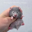 달빛 햄스터리 이미지