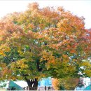 목포북교초등학교 느티나무 이미지