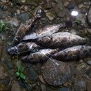 삼탄슈퍼 이미지