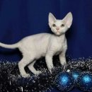 나비캐터리 이미지