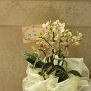 플라워샵 허니비 이미지