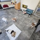 상이로 | [제주] 제주애견미용, 아이들이 자유롭게 뛰어노는 ‘안녕, 상이 친구들’ 솔직후기
