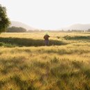 [추억의 보리밭] 보리가 익어갈 무렵 경주 황룡사지 보리밭으로 가다 / 토함