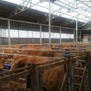 수현한우농장 이미지