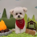 학동 애견 이미지