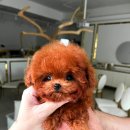 퍼피라운지 이미지