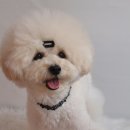모찌누나