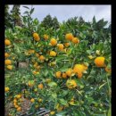 베스트농장 이미지