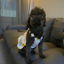 푸들푸들 이미지