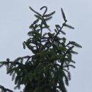 부귀 메타세쿼이아길 이미지