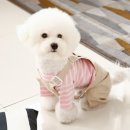 다솜코튼