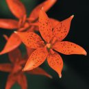 나리반점 이미지