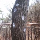 위림 Daum카페