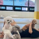 마조르댕 이미지