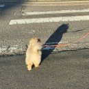 [앵 일기] 7월 첫째주 일상 | 운동 | 메디큐브 부스터프로 내돈내산 후기