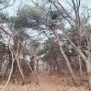 축령산 산소길(1구간) | [인천] 무의도 자연휴양림에서 국사봉 오르기
