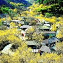 산수유피는마을 이미지