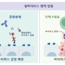 아연 아연의 부족 아연이 많은음식 함유음식 섭취량 과다섭취 이미지