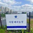 아람농장 | 아이랑 천안 블루베리체험 가능한 곳! 아람베리농장 방문기