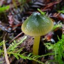 이끼꽃버섯 [Parrot waxcap] 이미지