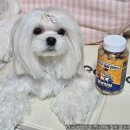 멍냥펀치 이미지