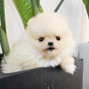 의정부 강아지분양 고양이분양 애견분양 펫하임 의정부본점 | 의정부 애견샵? 펫하임에서 건강한 행복 찾기!