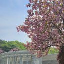 대학관 | 경기도 수원 겹벚꽃 명소 경희대 겹벚꽃 실시간 개화상태 주차 포토존 추천!