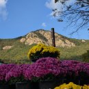 계룡산국립공원 둘레길 동학사지구 단풍 🍁 산책 걷기 이미지