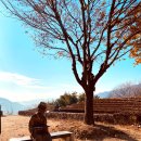 평사리공원2 | 하동가볼만한곳 최참판댁 평사리들판과 부부소나무