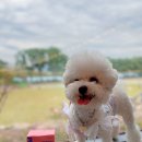 키튼앤퍼피