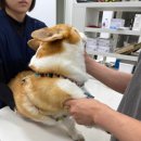 온새동물의료센터 이미지