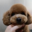 예쁘개 미용 이미지